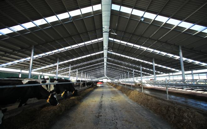 Modern dairy farming - View of dairy cows inside a dairy barn. 