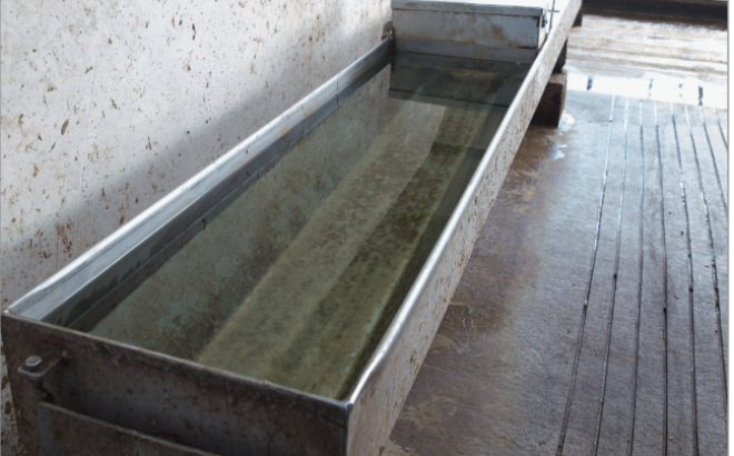 Stainless Steel Dump Waterers from GEA are built for strength and longevity.