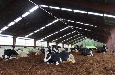 tillamook compost barn with clean dry cows