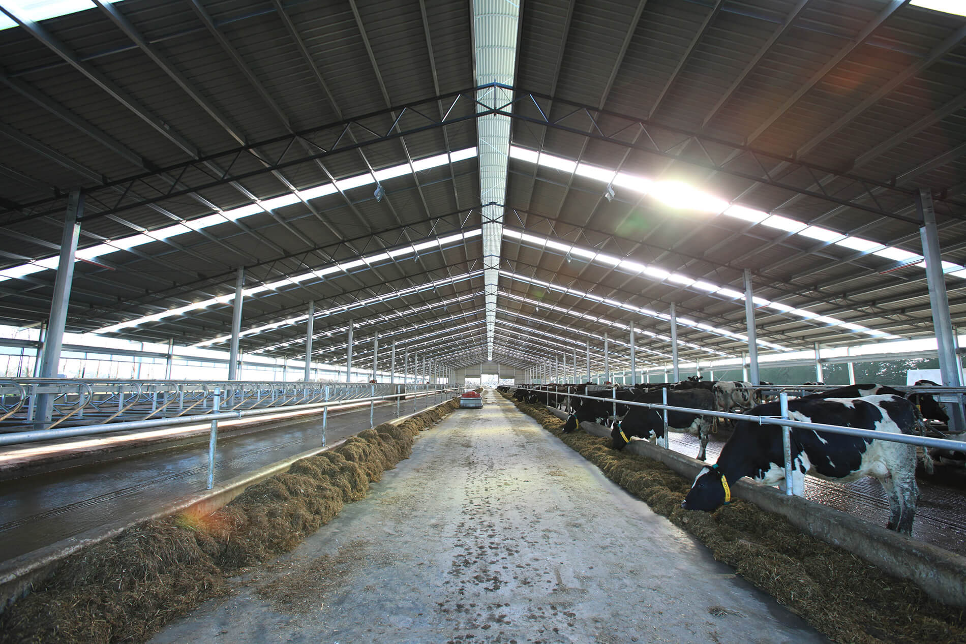 dairy shed & barn systems dairy technology » dairy barn