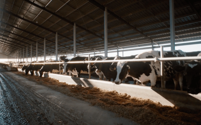 Waikato Dairy Barn System Inside