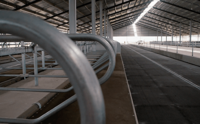 Waikato Dairy Barn System Inside Steel