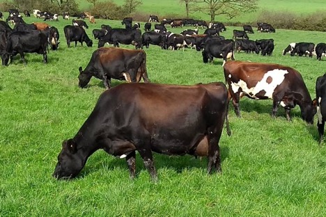 Dairy Cattle NZ Crossbred Cows