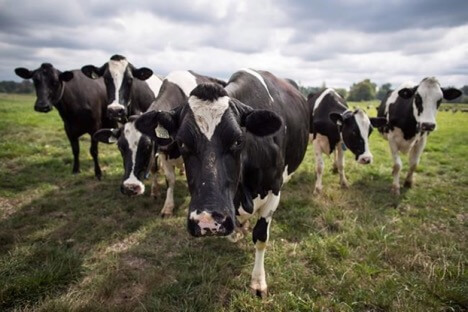 Dairy Farm Cows2