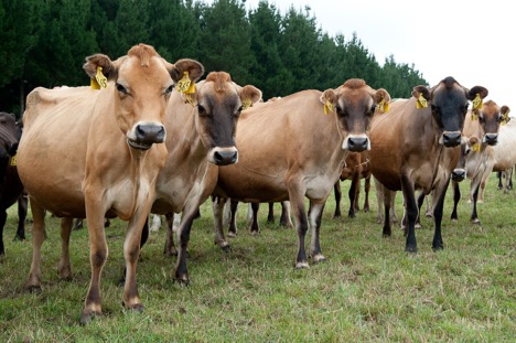 Jersey Cows