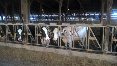 elma dairy barn