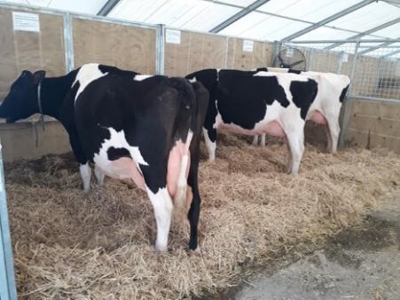 New Zealand Agricultural Show 2018 Some of the Friesian cow entries await their 