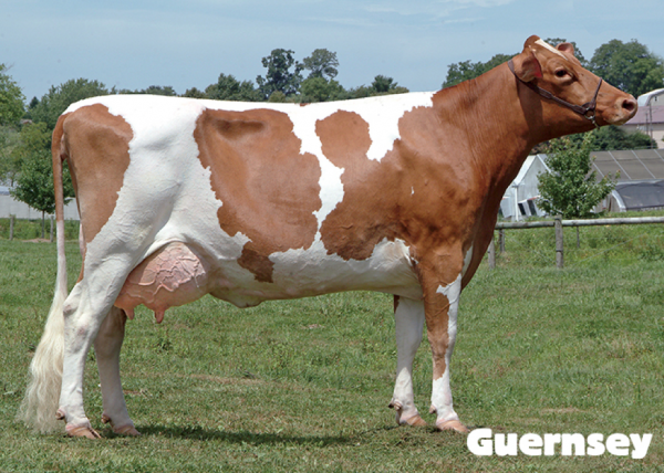 Guernsey cow breed