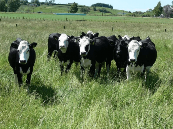 Hereford Friesian cross cattle 2