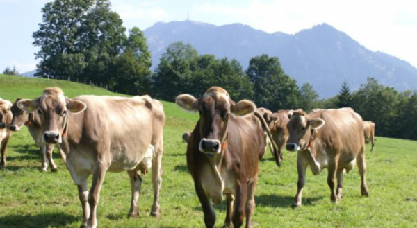 Brown Swiss cow breed