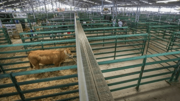 New Zealand Agricultural Show 2018 Empty Cattle Stalls