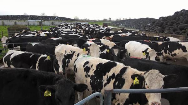 heifers on feedpad