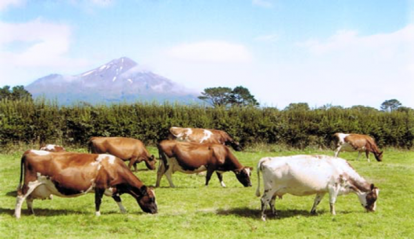 Ayrshire cow breed