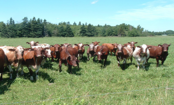 Milking Shorthorn cows