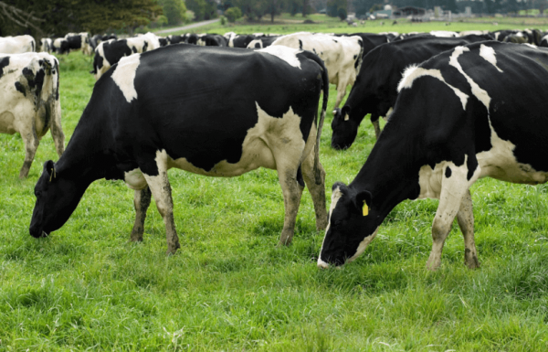 Typica Friesan Cows Grazing