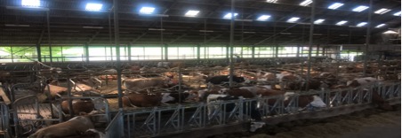 henk aa dairy farm