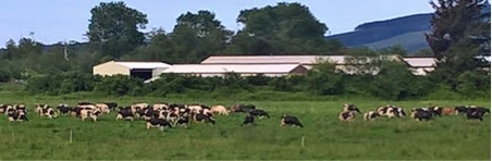 typical tillamook dairy scene